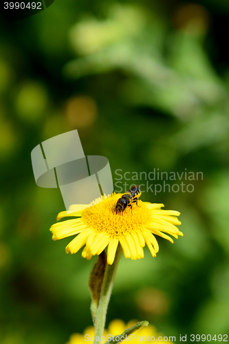 Image of Bee taking nectar from a yellow fleabane flower