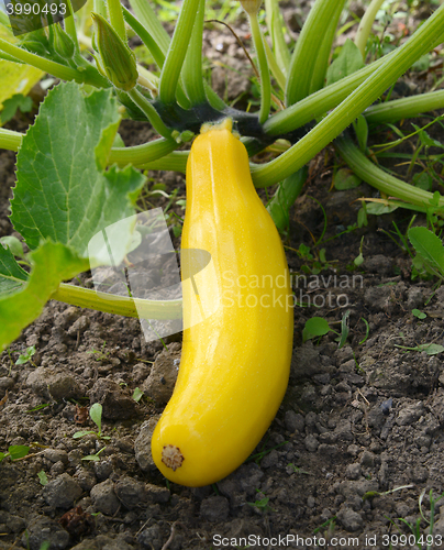 Image of Yellow summer squash growing on a bush plant