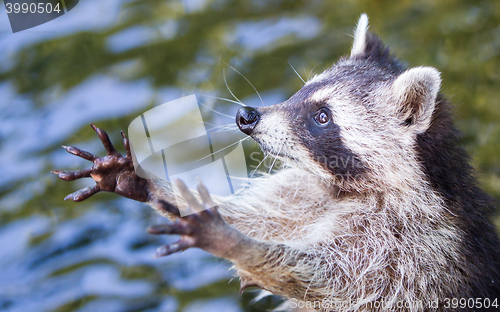 Image of Racoon begging for food