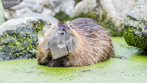 Image of Myocastor coypus, single mammal