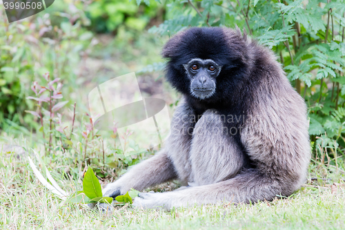 Image of Adult white handed gibbon