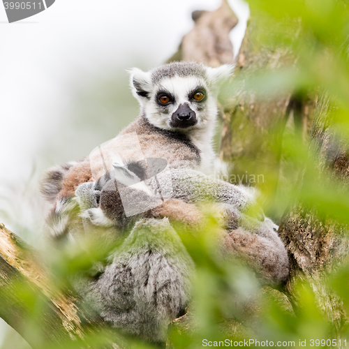 Image of Ring-tailed lemur (Lemur catta) 