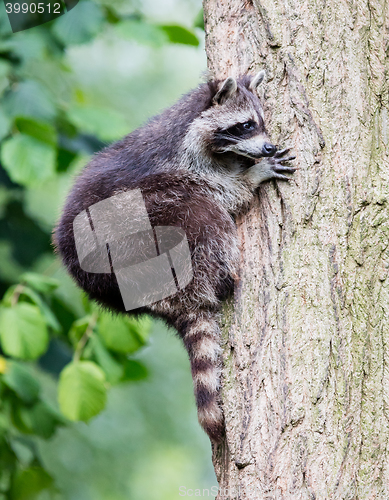 Image of Racoon climbing a tree