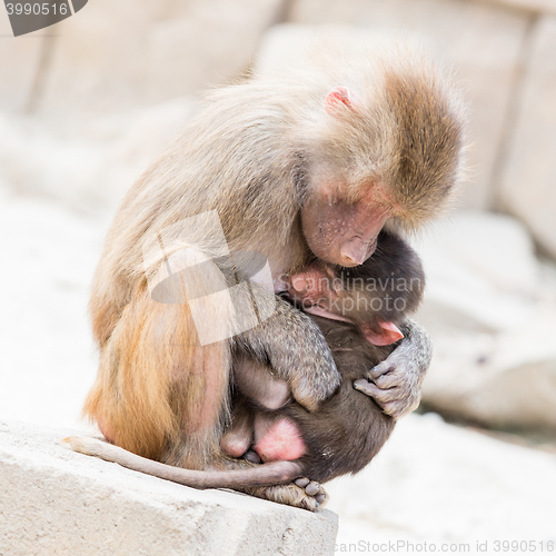 Image of Baboon mother and her little one