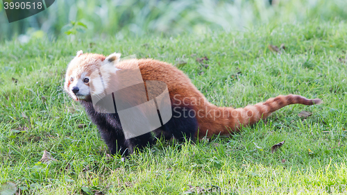 Image of The Red Panda, Firefox or Lesser Panda