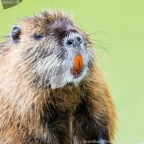 Image of Myocastor coypus, single mammal