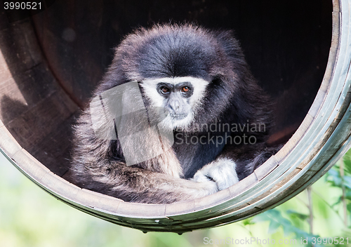 Image of White handed gibbon sitting in a barrel