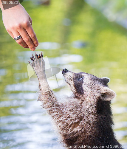 Image of Racoon begging for food