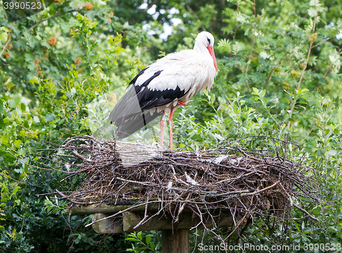 Image of Two adult storks
