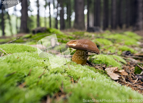 Image of Mushrooming season