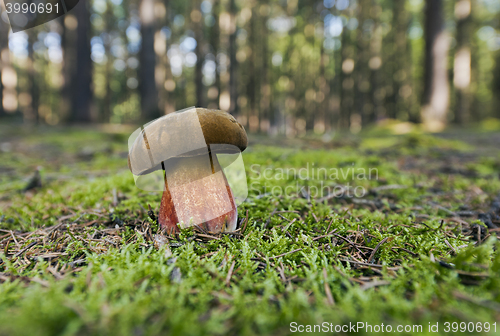 Image of Mushrooming season