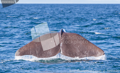 Image of Tail of a Sperm Whale diving