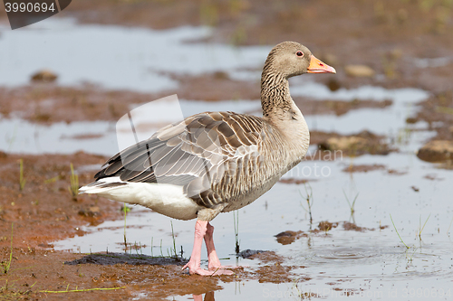 Image of Greylag Goose in a national park in Iceland