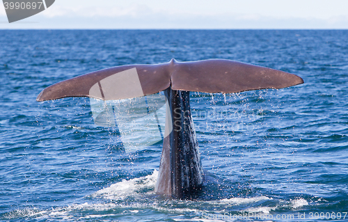 Image of Tail of a Sperm Whale diving