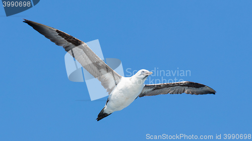 Image of Young Northern Gannet (Morus bassanus) in flight