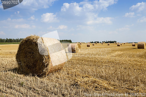 Image of cereal harvest, summer