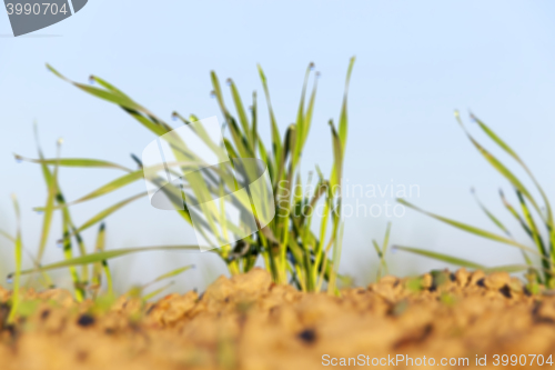 Image of young grass plants, close-up