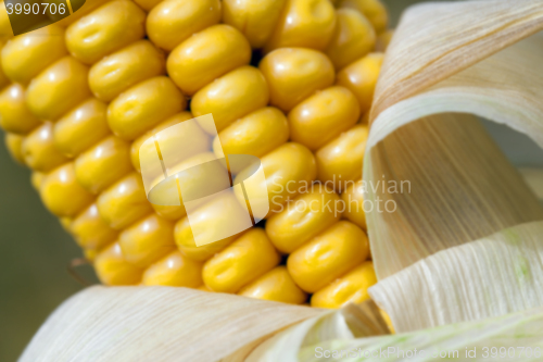 Image of mature corn crop