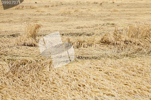 Image of farm field cereals