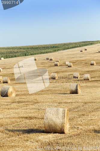 Image of haystacks in a field of straw