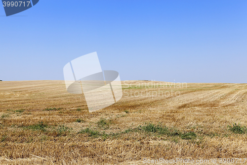 Image of Field after harvest