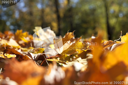 Image of autumn in the park