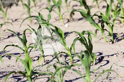 Image of agricultural field with corn