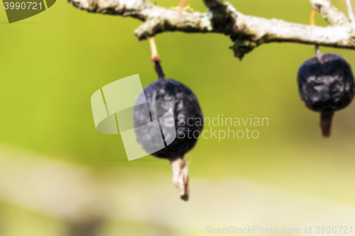 Image of dried berries harvest