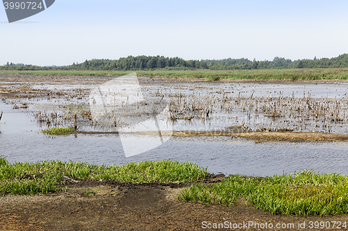 Image of swamp, the end of summer