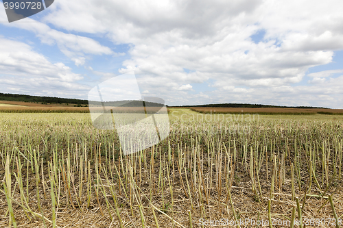 Image of collection rapeseed crop