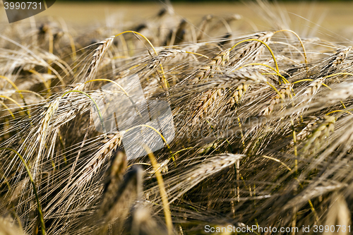 Image of ripe yellow cereals