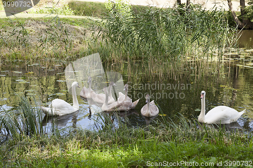 Image of Swans family pond