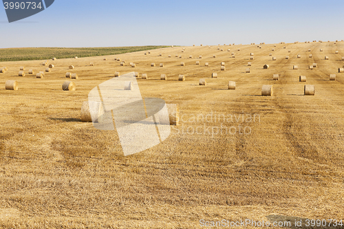 Image of Agricultural field with wheat