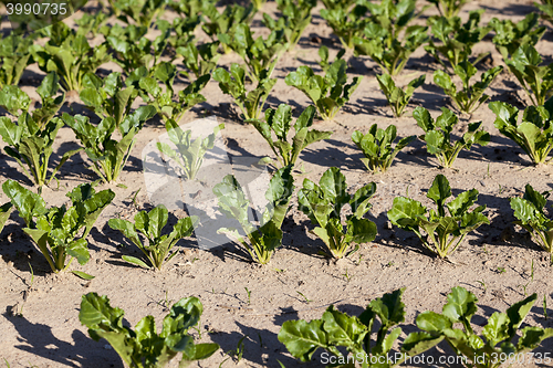 Image of field with beetroot