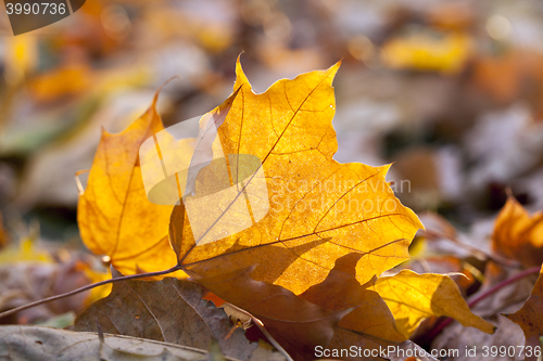 Image of autumn in the park