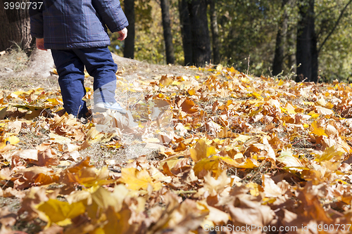 Image of fallen leaves in autumn