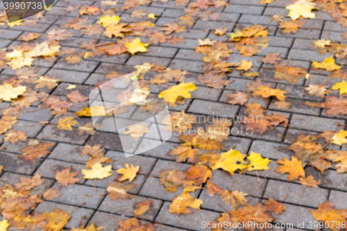 Image of autumn in the park