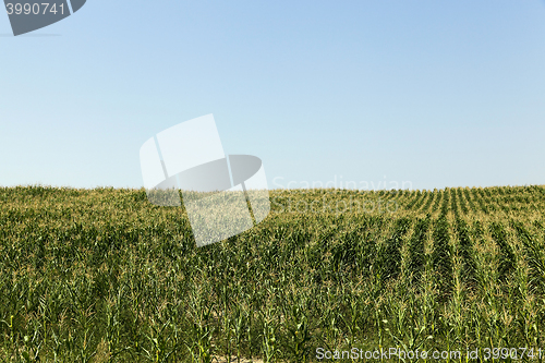 Image of Field of green corn