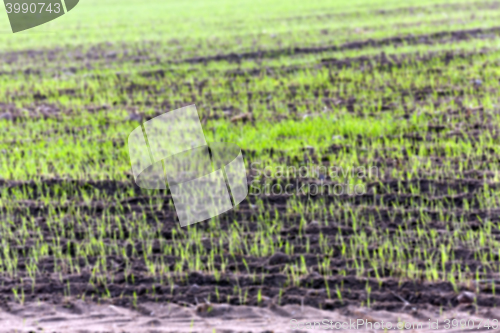 Image of young grass plants, close-up