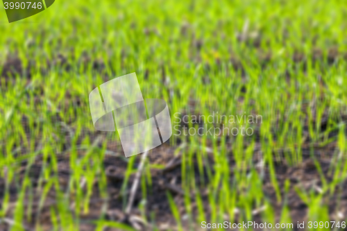 Image of young grass plants, close-up