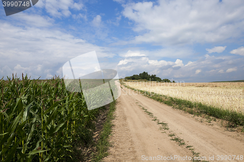 Image of Green corn field