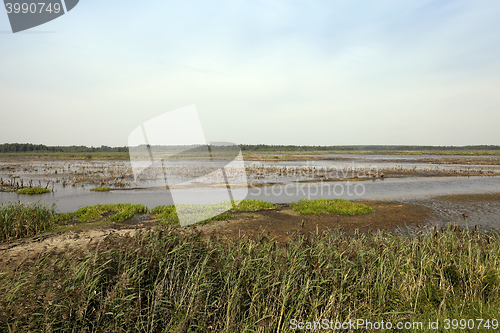 Image of swamp, the end of summer