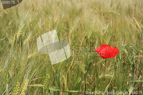 Image of 1 Poppy