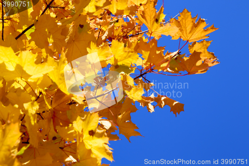 Image of autumn in the park