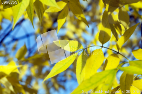 Image of autumn in the park