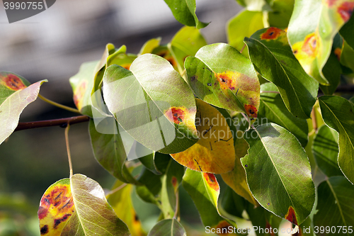 Image of pear foliage in autumn