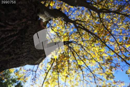 Image of autumn in the park