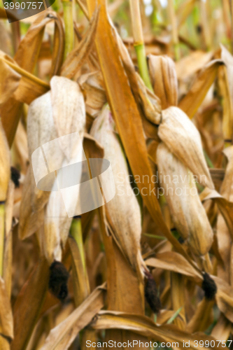 Image of mature corn crop
