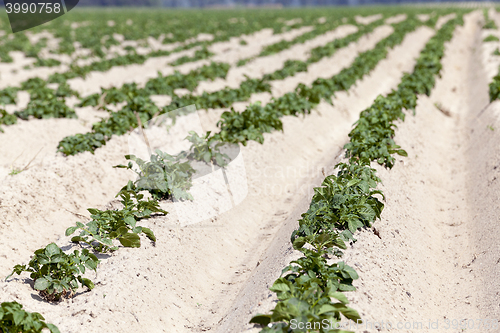 Image of Agriculture, potato field