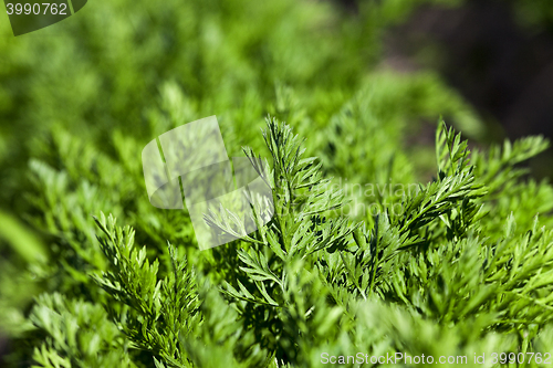 Image of Field with carrot